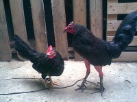 /album/conejos-y-cuyes-en-venta/propiedad-de-criaderps-samaniego-3-jpg/